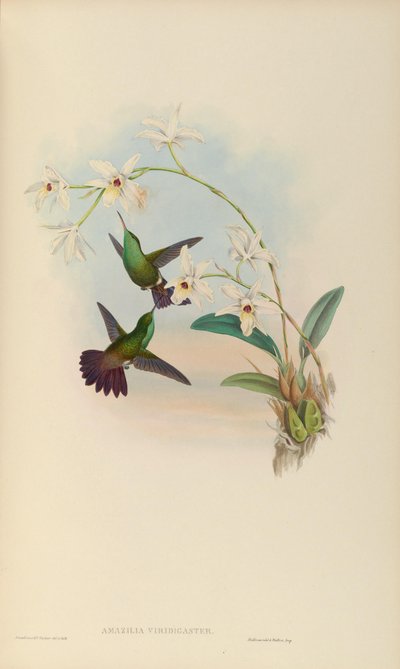 Amazilia viridigaster by John Gould